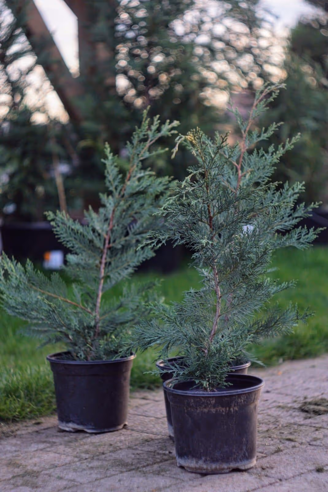 Lyelandii, Tuia, Ghiveci | tuia smaragd in pepiniera jud. mures