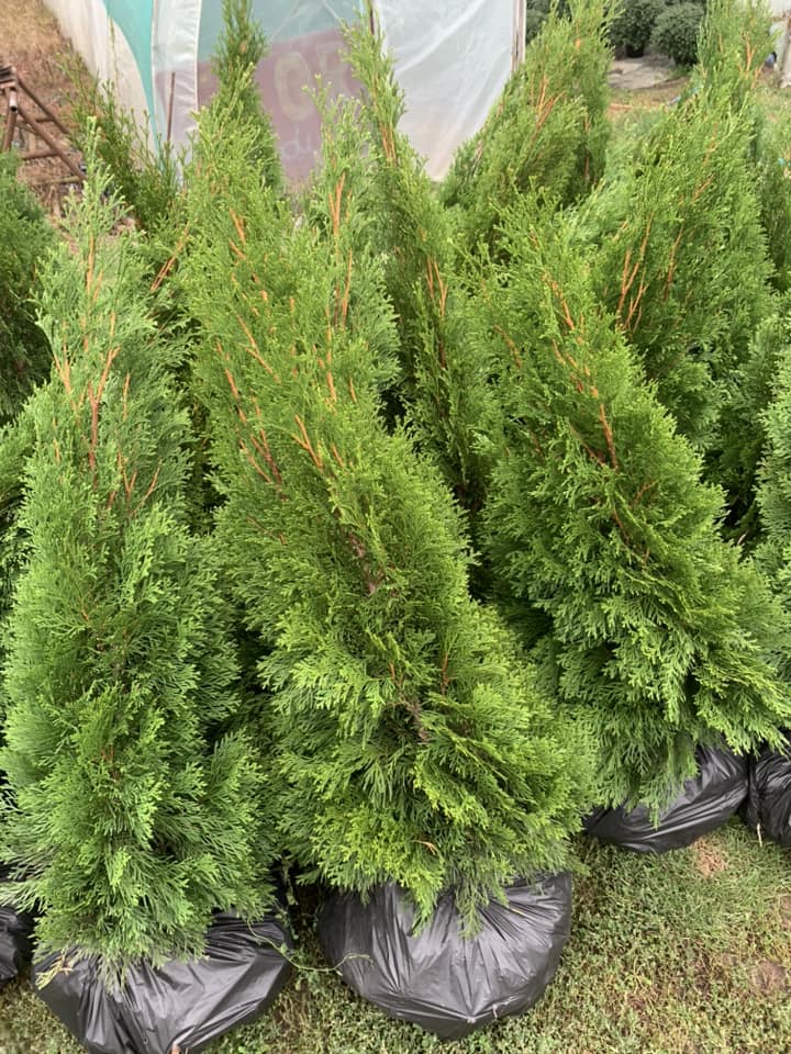 Plante ornamentale, Tuia Mures, Tuia Smaragd