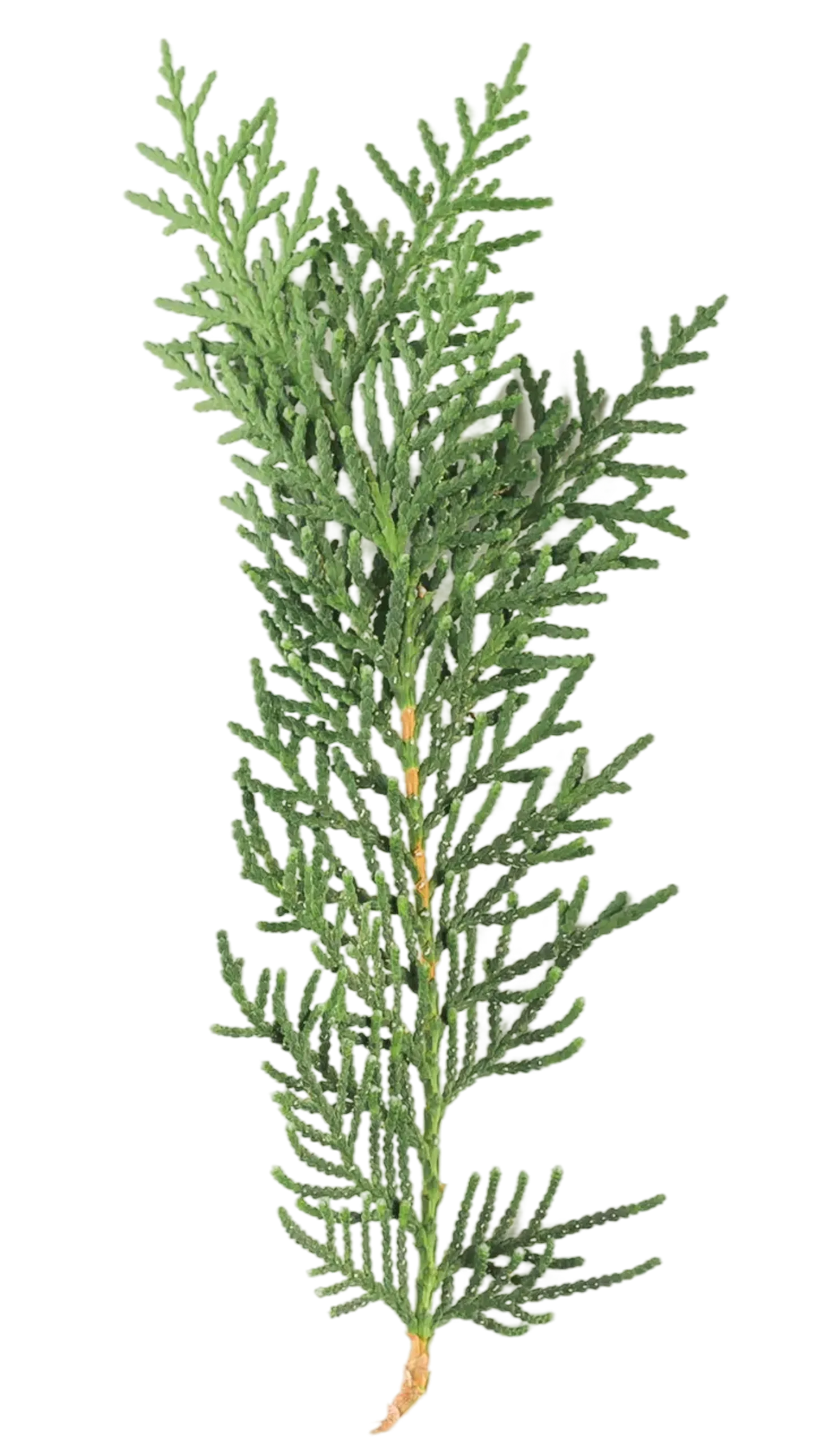 tuia smaragd, plante ornamentale, tuia si alte plante tuiasialteplante.ro