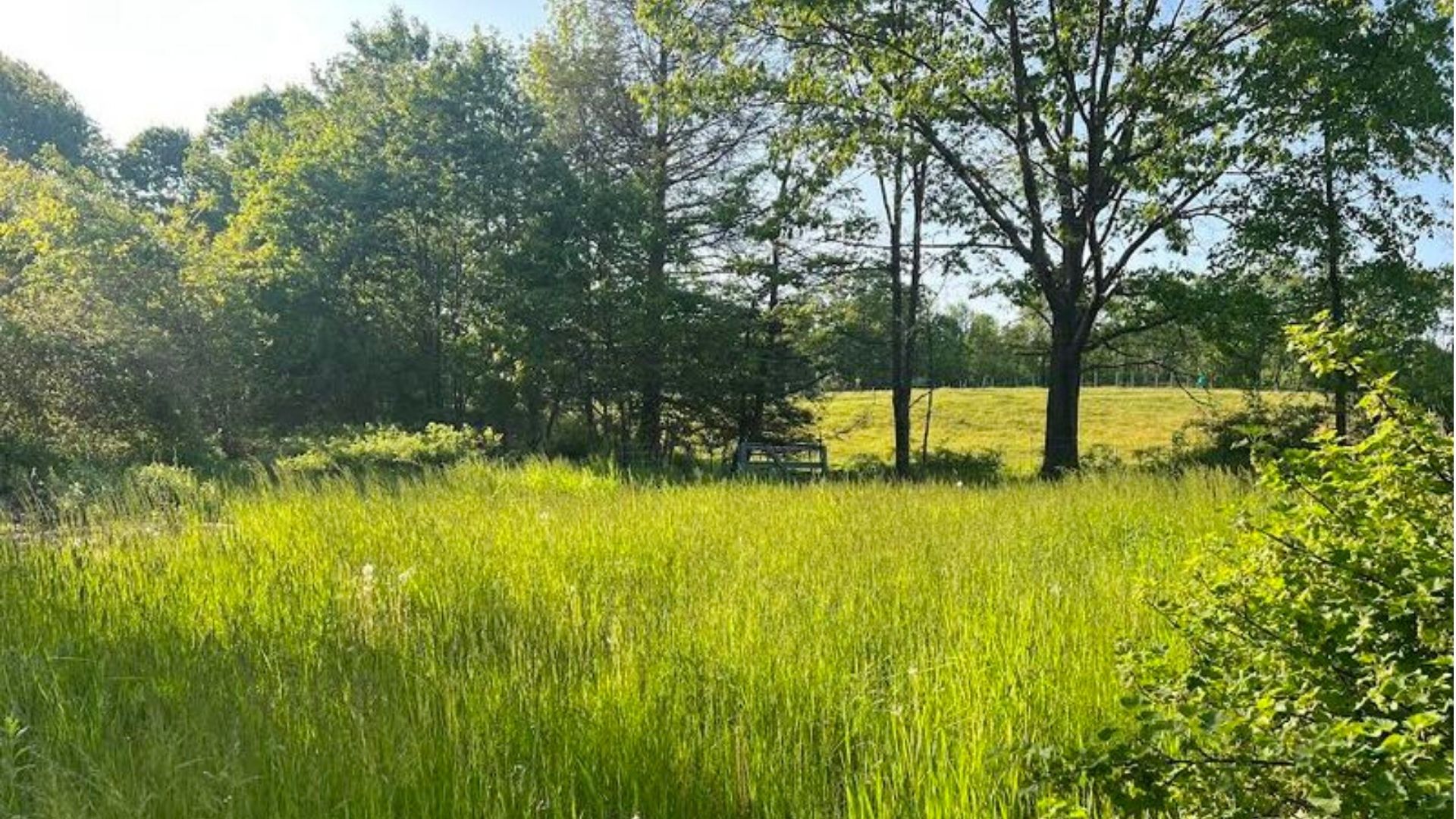 3 horses standing in front of a mountain with trees