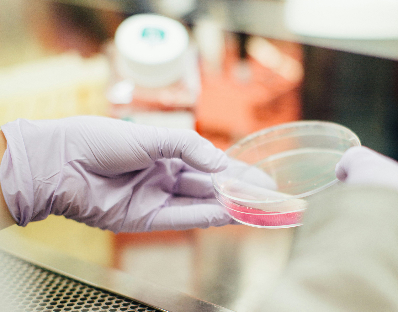 Gloved hands holding a petri dish and examining a pink liquid.
