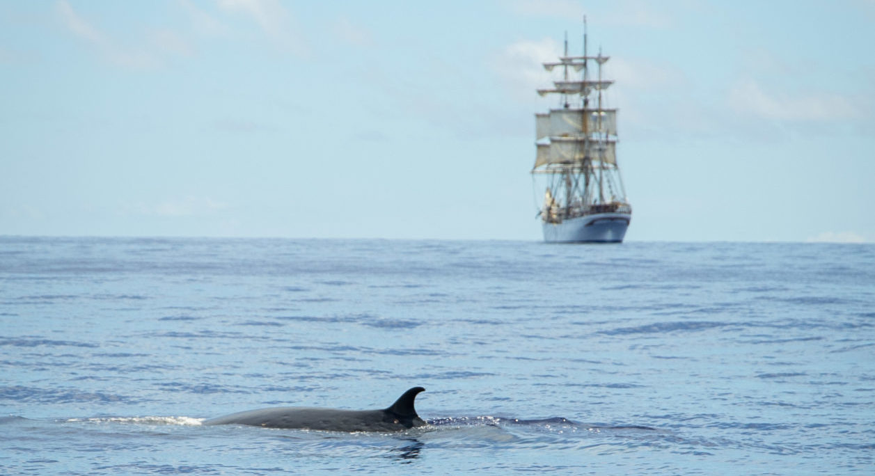 Tall ship at sea with a whale surfacing in the foreground