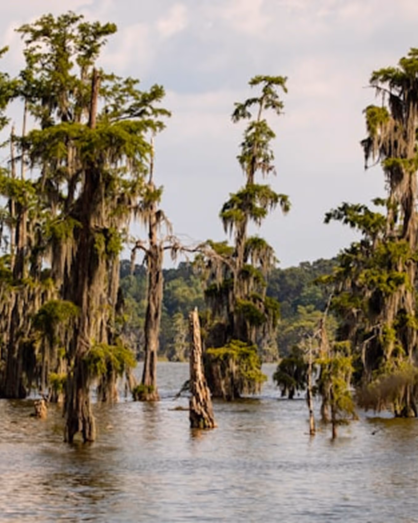 Swamp with cypress trees draped in Spanish moss standing in still water under a cloudy sky.