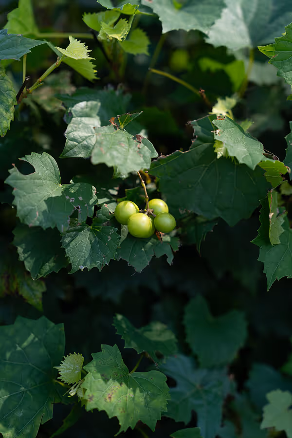 Cluster of unripe green grapes hanging among green grapevine leaves.