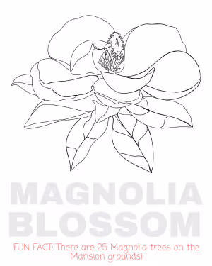Black and white line drawing of a magnolia blossom with text below stating a fun fact about 25 magnolia trees on mansion grounds.