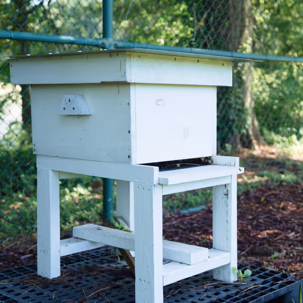 White wooden beehive on a stand outdoors with a green wire fence and trees in the background.