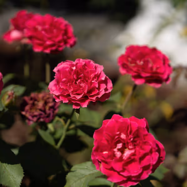 Close-up of vibrant red roses blooming on green stems in a garden.