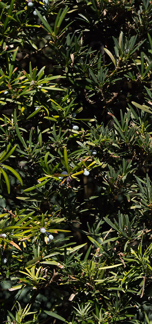 Close-up of green leafy branches with small light blue berries.