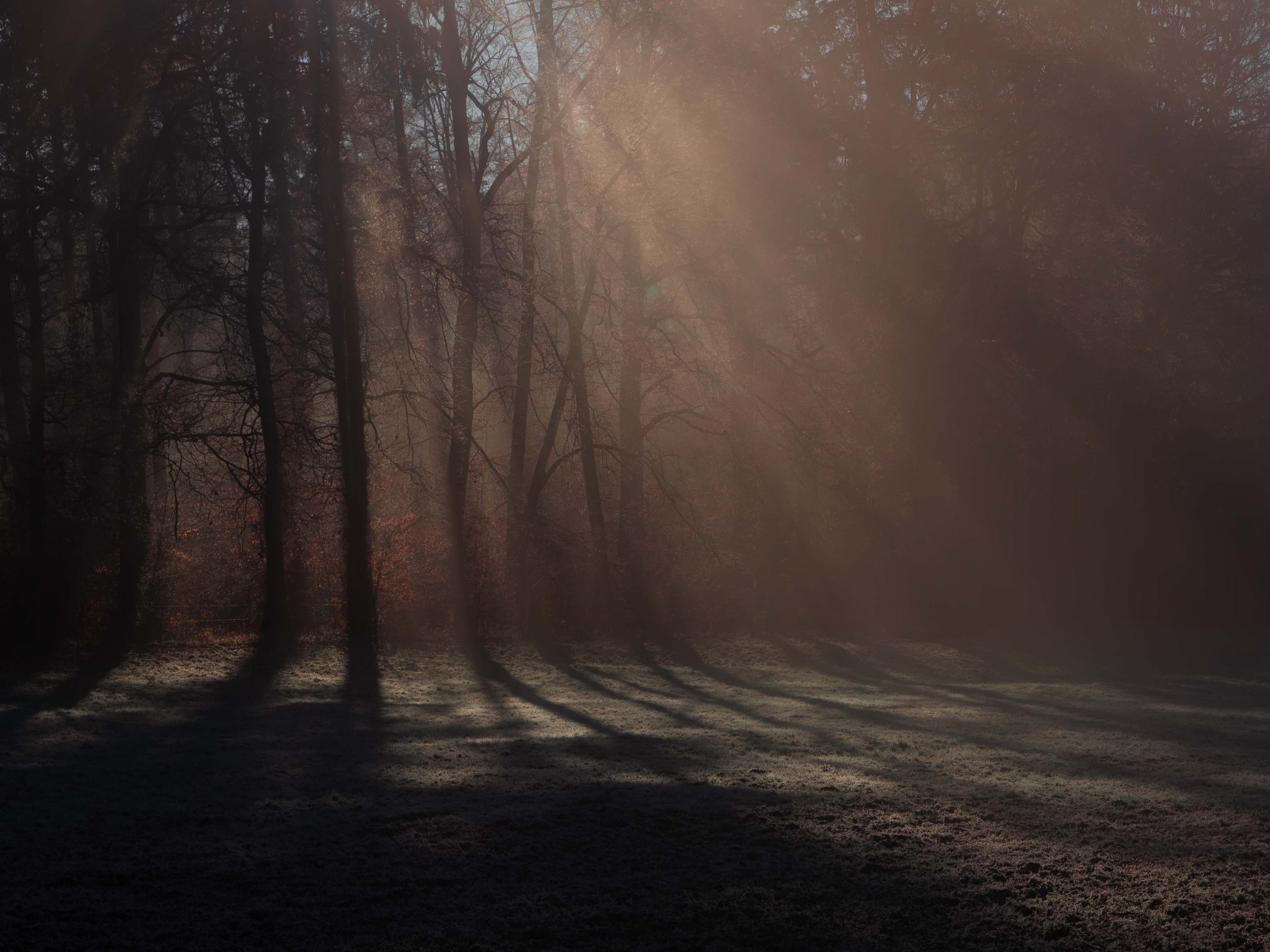 Sunlight filtering through tall trees casting long shadows on a forest floor in early morning mist.