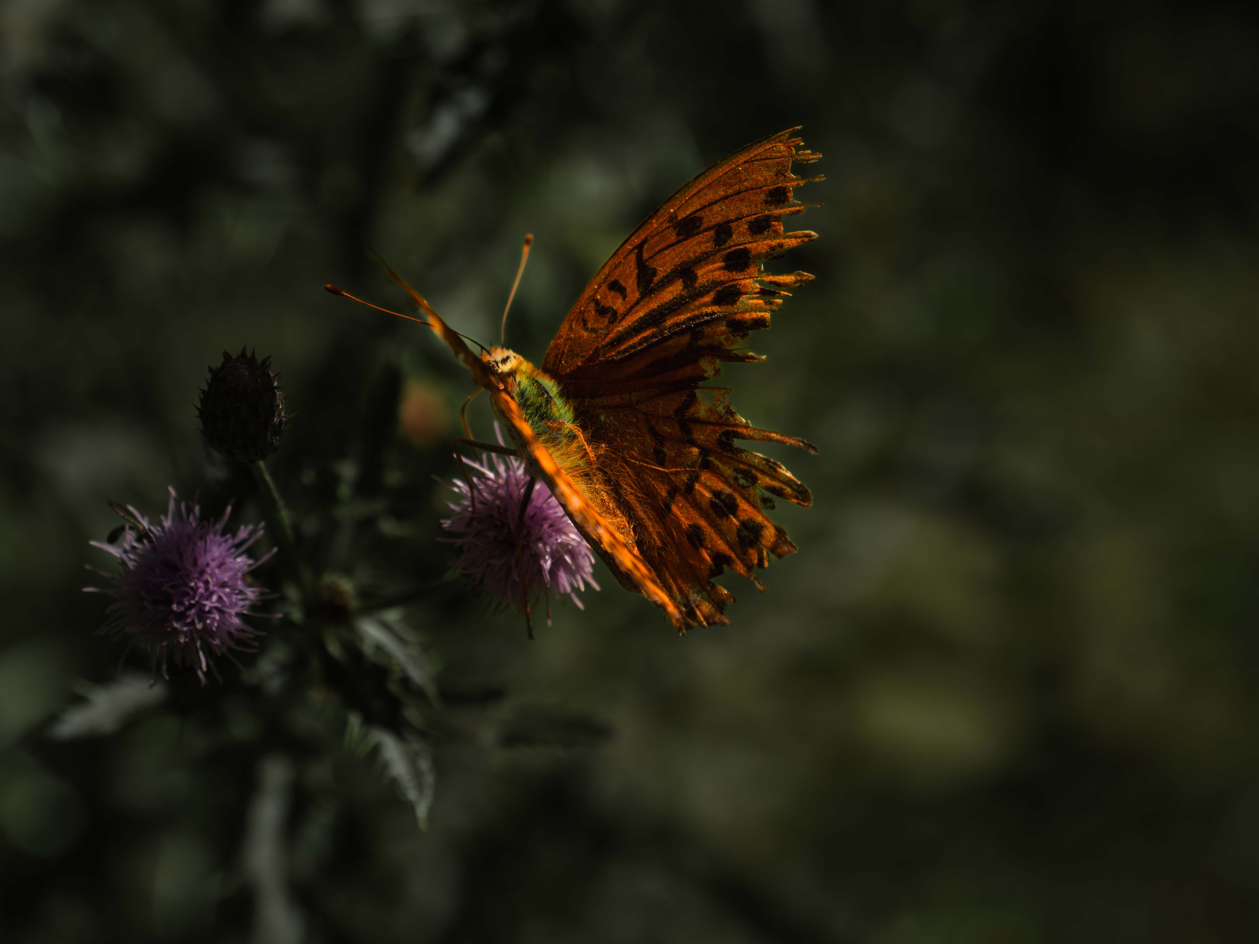 Torn orange butterfly with black spots perched on a purple thistle flower against a dark blurred background.