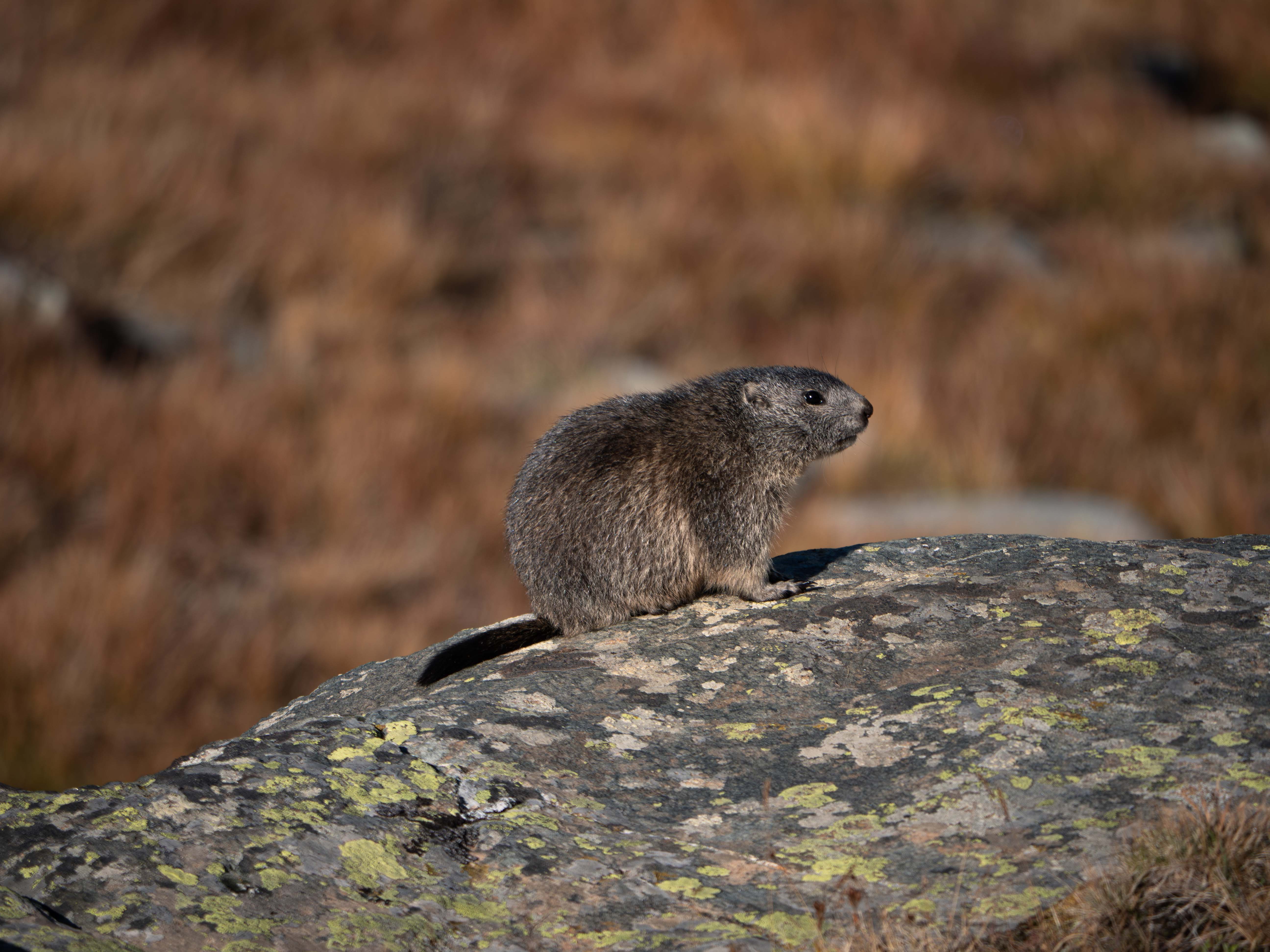 A marmot sitting on a lichen-covered rock with brown blurred grass in the background.