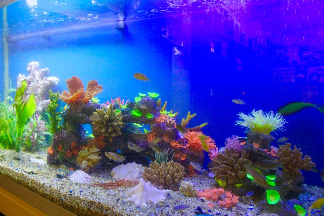 Aquarium