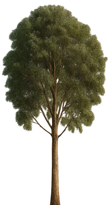 Albero alto con un tronco dritto e una chioma folta di foglie verdi.