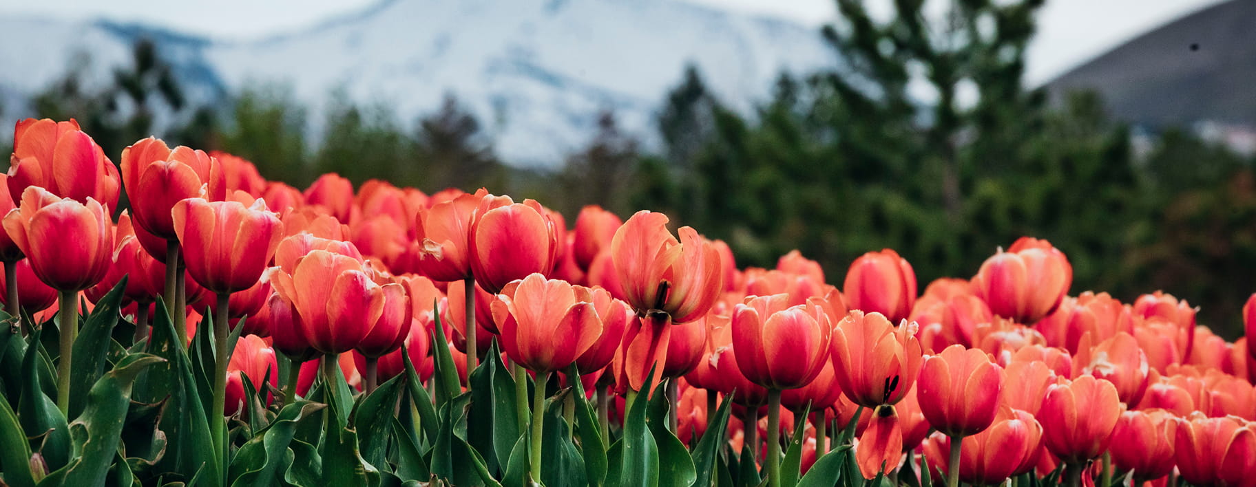 Tulip garden in Utah