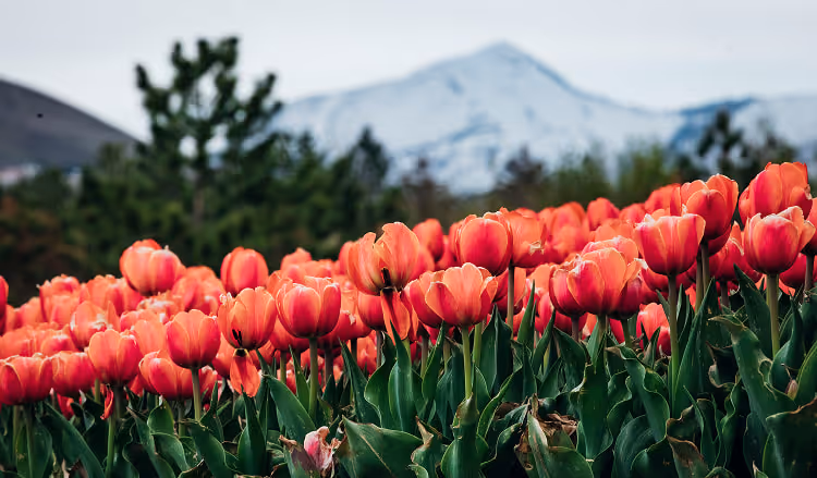 A field of red tulip flowers in the mountains