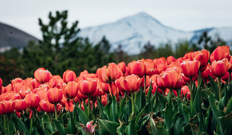 A field of red tulip flowers in the mountains