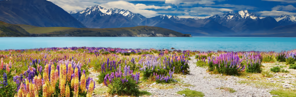 A vibrant panoramic view of New Zealand's South Island, with a field of colorful lupin flowers leading to a bright blue lake. Snow-capped mountains of the Southern Alps fill the background under a blue sky.
