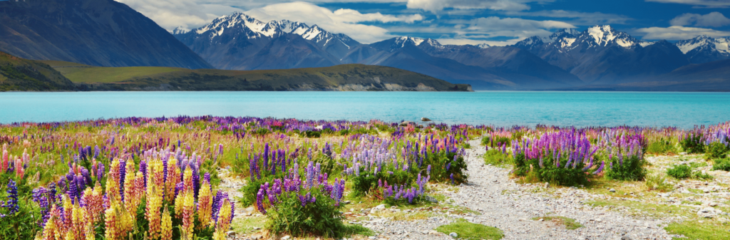 A vibrant panoramic view of New Zealand's South Island, with a field of colorful lupin flowers leading to a bright blue lake. Snow-capped mountains of the Southern Alps fill the background under a blue sky.