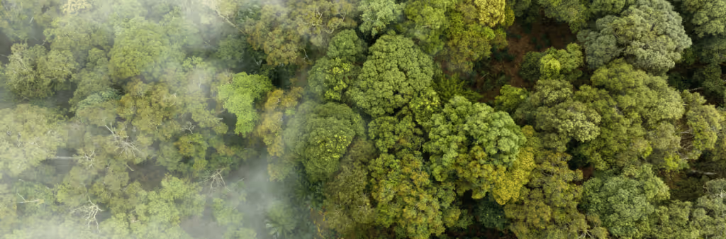 reduce carbon emissions from business travel