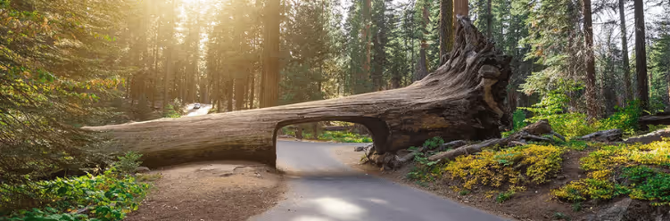 12 National Parks: Sequoia and Kings Canyon National Parks