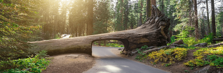12 National Parks: Sequoia and Kings Canyon National Parks