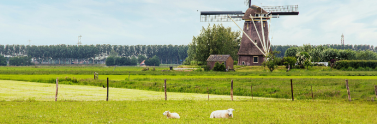 A serene landscape features two sheep grazing on lush grass in the foreground, while a traditional windmill, symbolizing sustainable business travel practices, stands proudly in the background under a partly cloudy sky. | Dyme