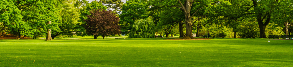 Sunny park landscape with lush green grass, tall trees, and a few benches in the background.