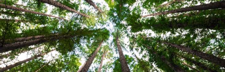 dyme sustainable gift cards