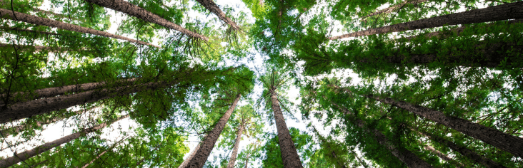 dyme sustainable gift cards