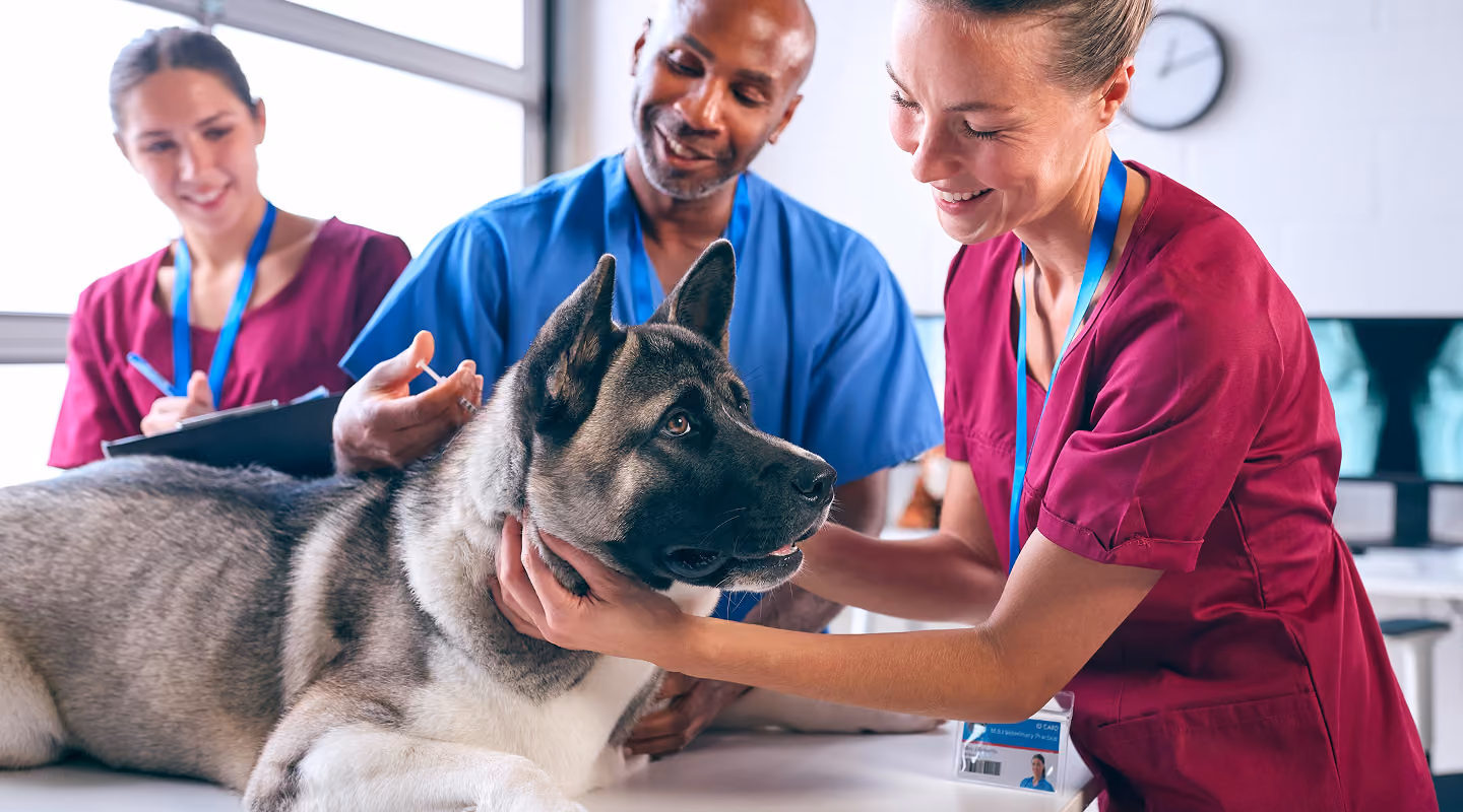 Three veterinarians examining a calm large dog on a table in a vet clinic.