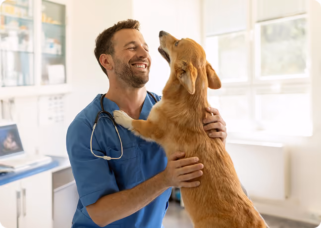 Smiling male vet in blue scrubs hugging a corgi in a bright veterinary clinic.