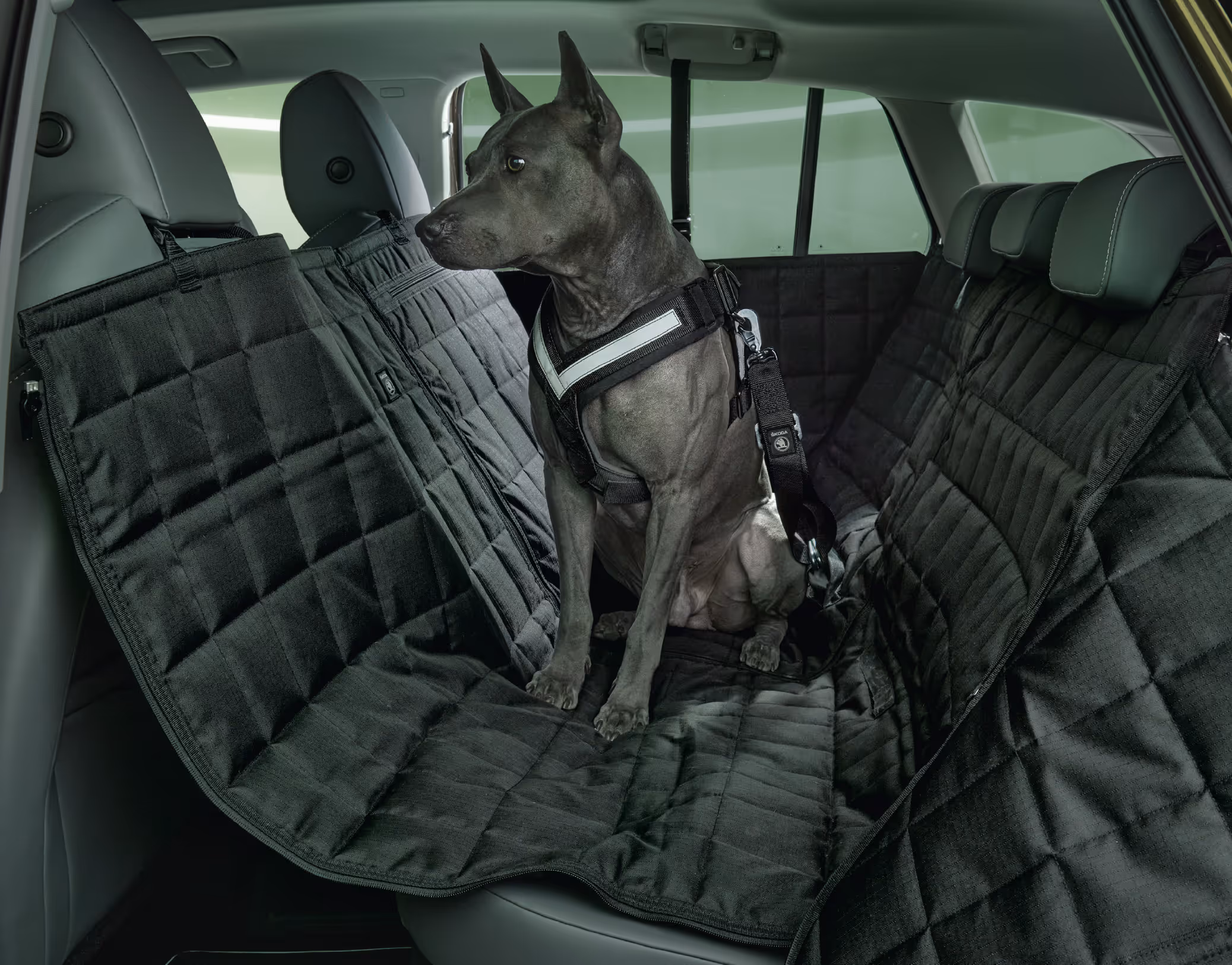 Ein grauer Hund mit einem Geschirr sitzt auf der Rückbank eines Škoda Enyaq. Die gesamte Rückbank ist mit einer schwarzen, gesteppten Rücksitzschutzdecke abgedeckt, die an den Kopfstützen der Vorder- und Rücksitze befestigt ist. Der Hund ist zusätzlich mit einem Hundesicherheitsgurt gesichert, der am Sicherheitsgurtschloss befestigt ist.