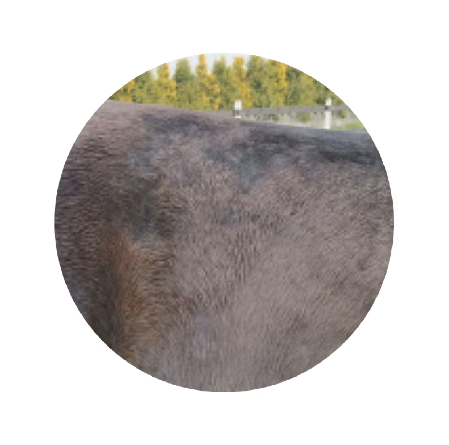 Close-up of a patch of dark gray fur on an animal with a blurred background of greenery.