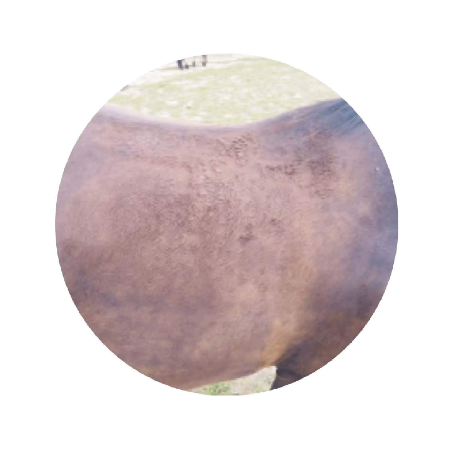 Close-up of a brown horse's muscular side and midsection with a grassy field in the background.