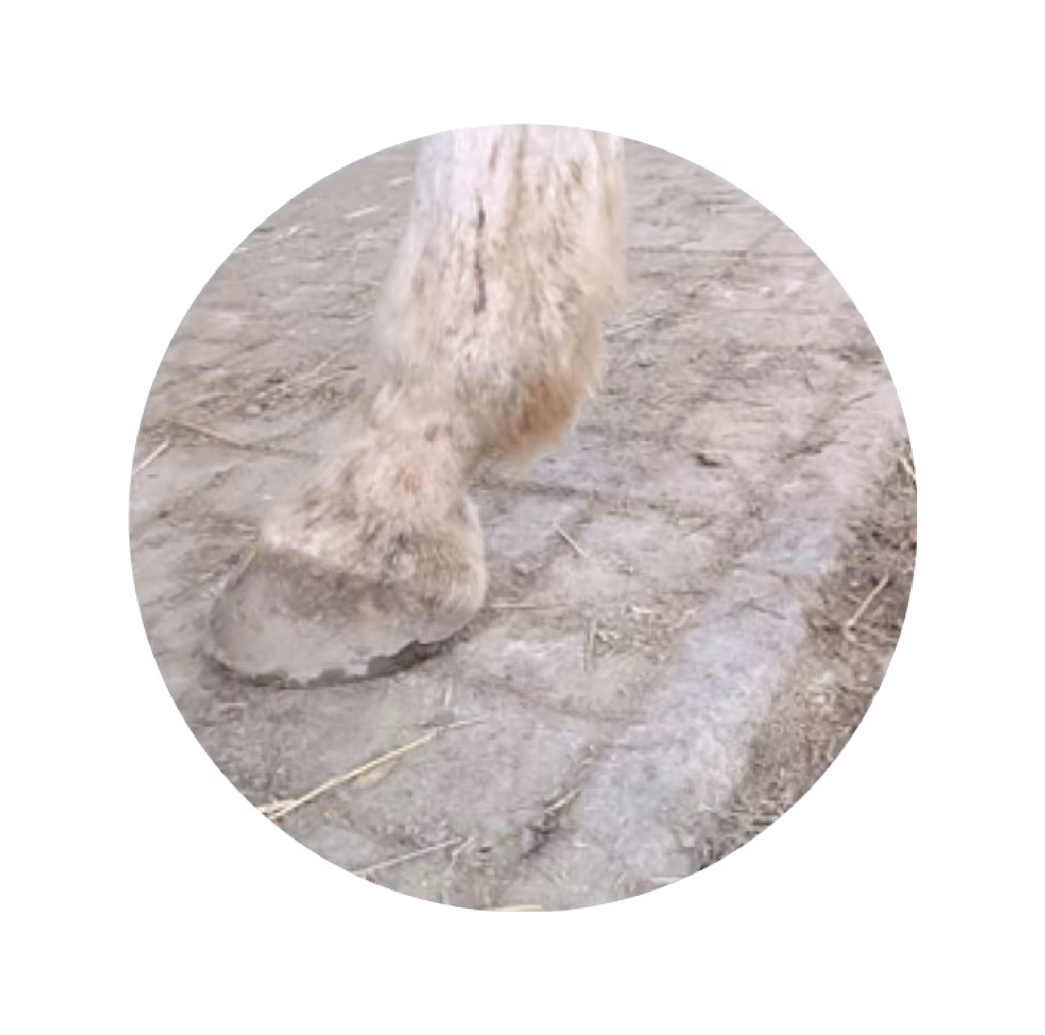 Close-up of a muddy, furry animal hoof stepping on dry dirt ground.