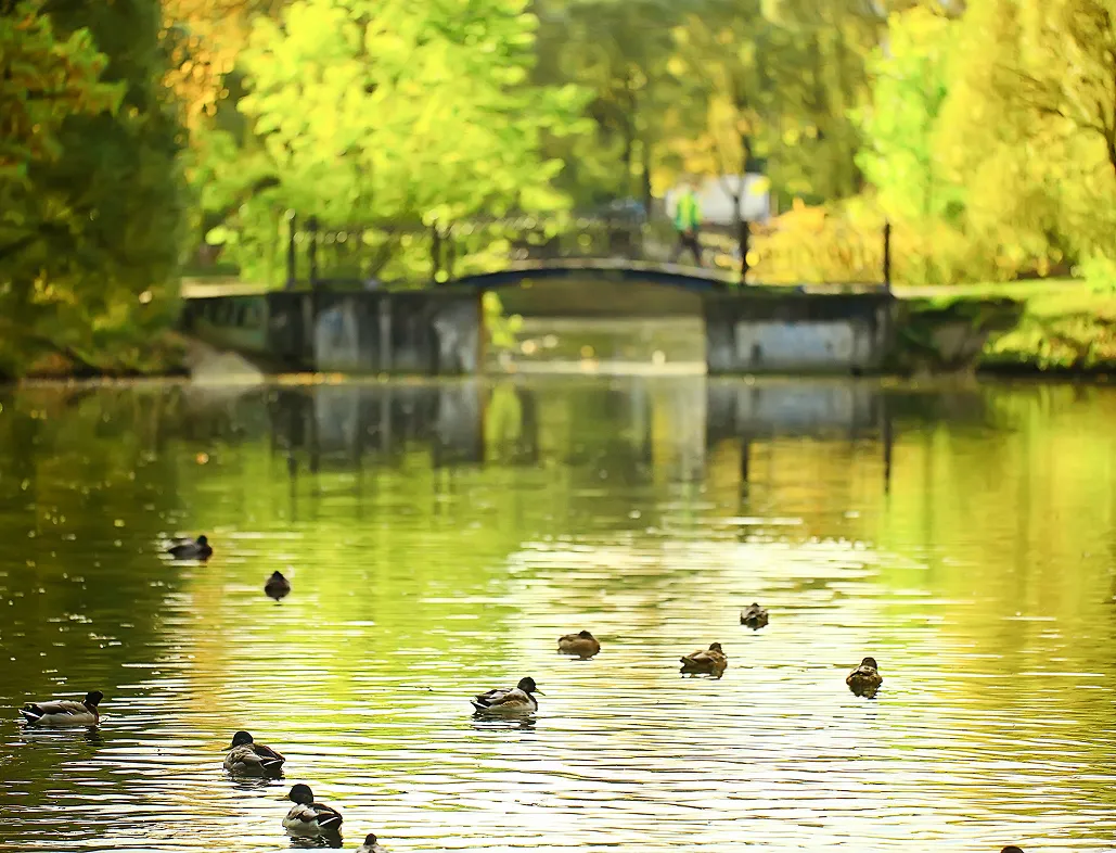 Ducks floating on a calm river with a small bridge and lush green trees in the background.