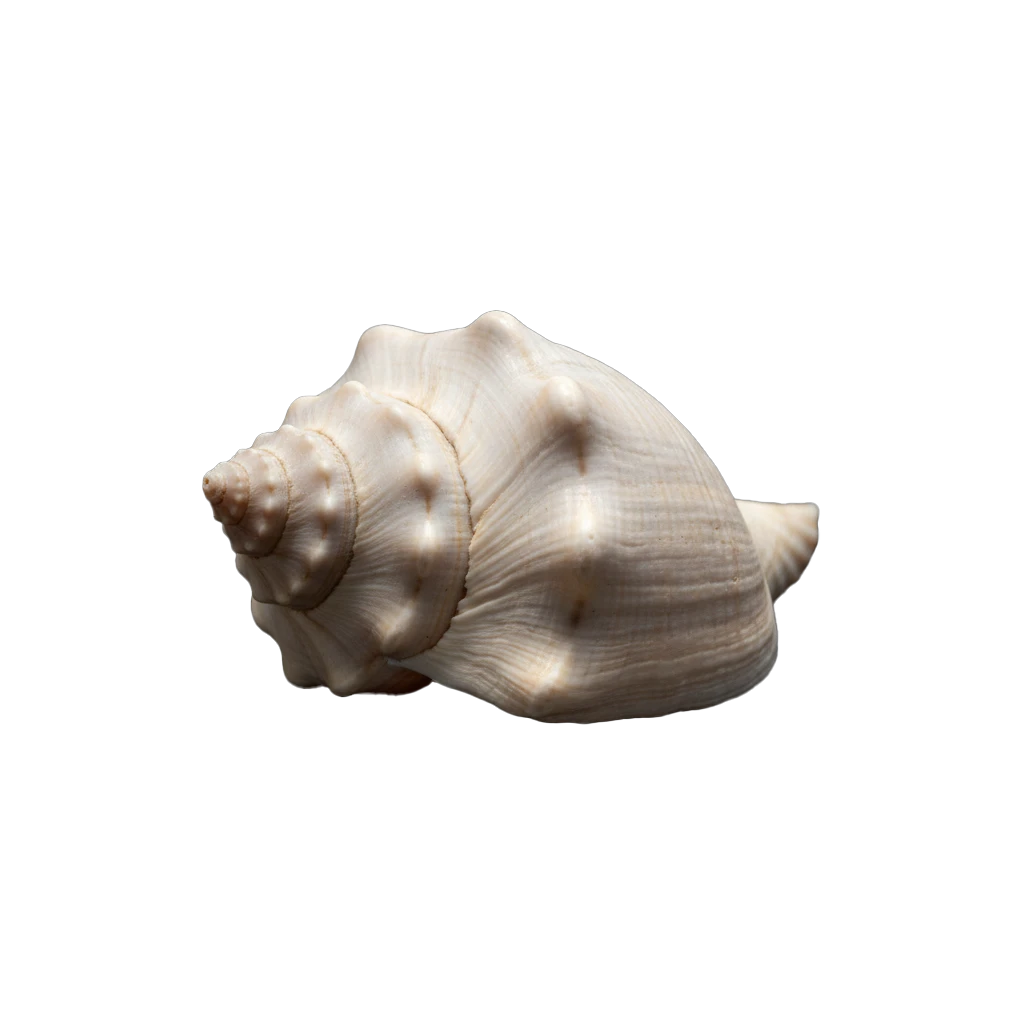 conchiglia bianca tropicale