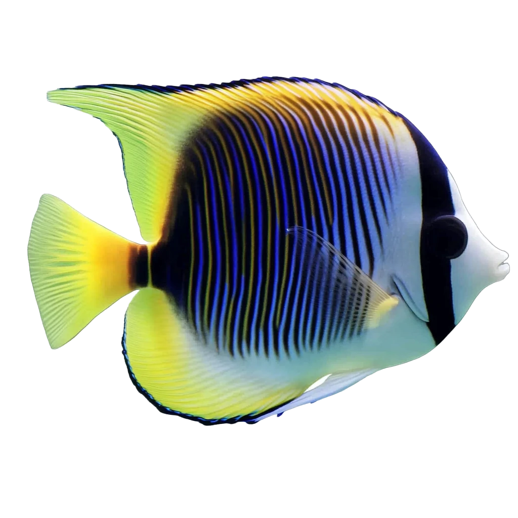 pesce tropicale simile a dori di nemo