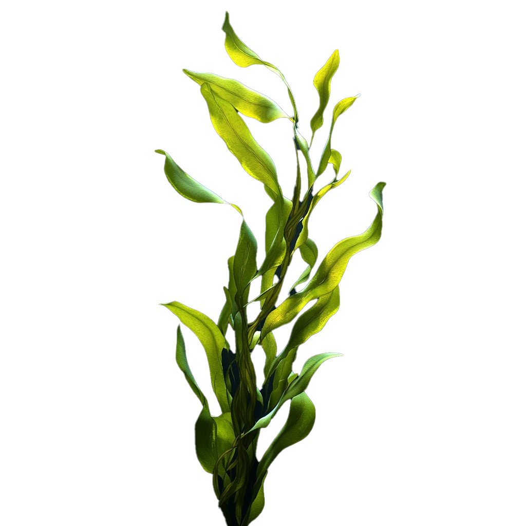 alga verde mare
