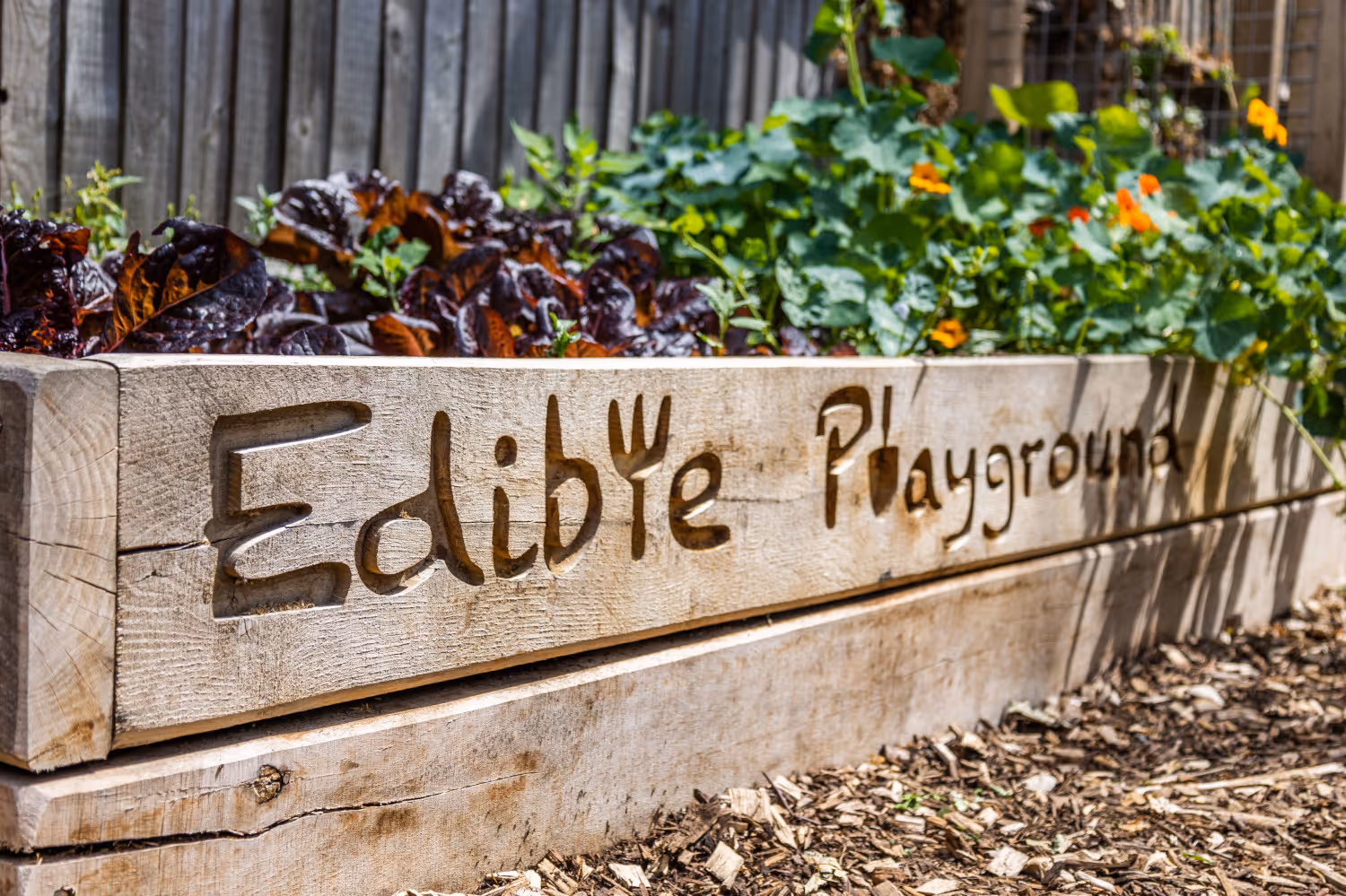 A close-up of an Edible Playground during the day