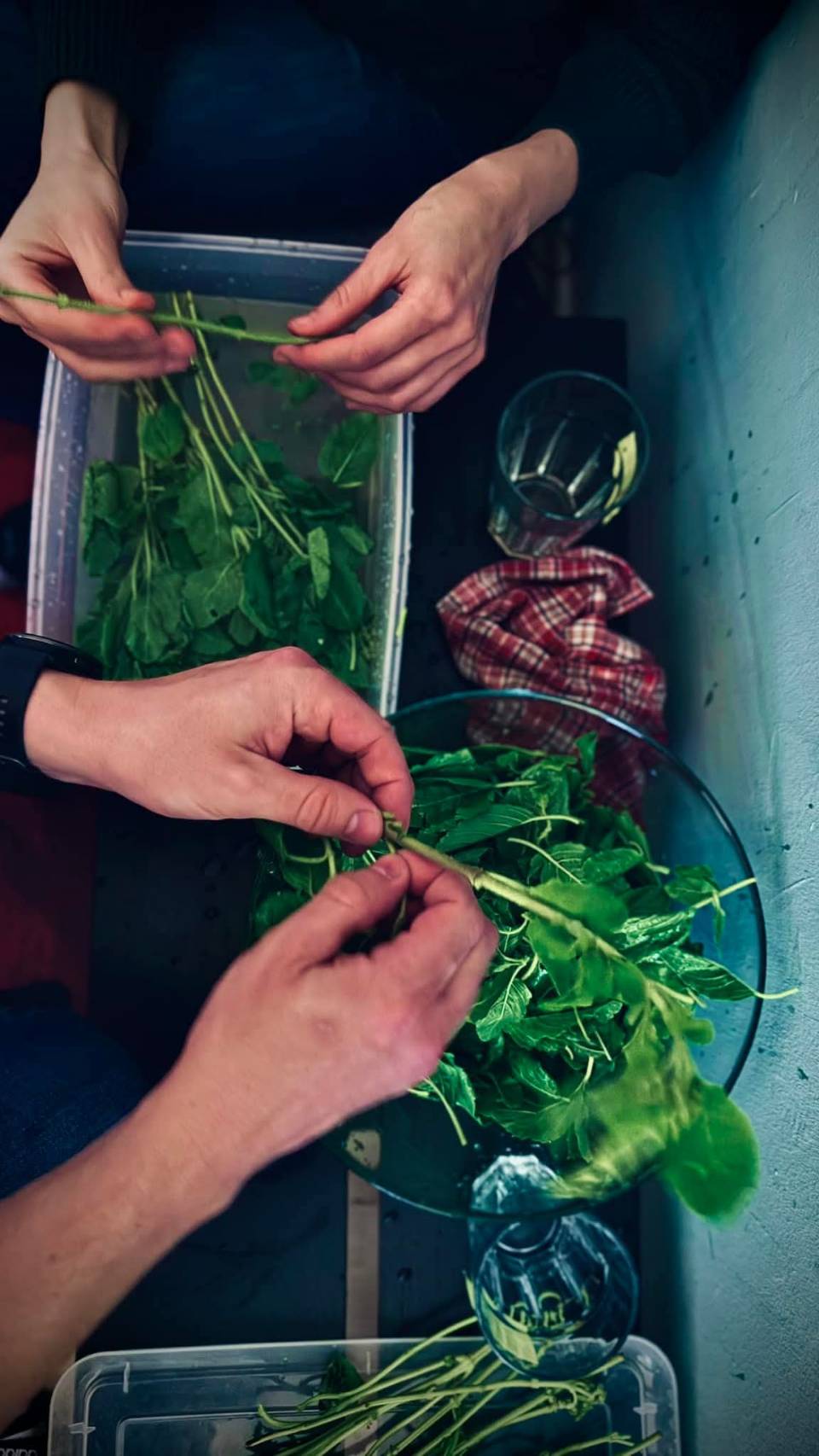 Zwei Personen zupfen frische grüne Kräuter über einer Schüssel und einem Behälter mit Wasser.