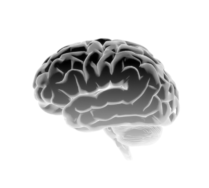 Black and white 3D rendering of a human brain side view with detailed folds and cerebellum.