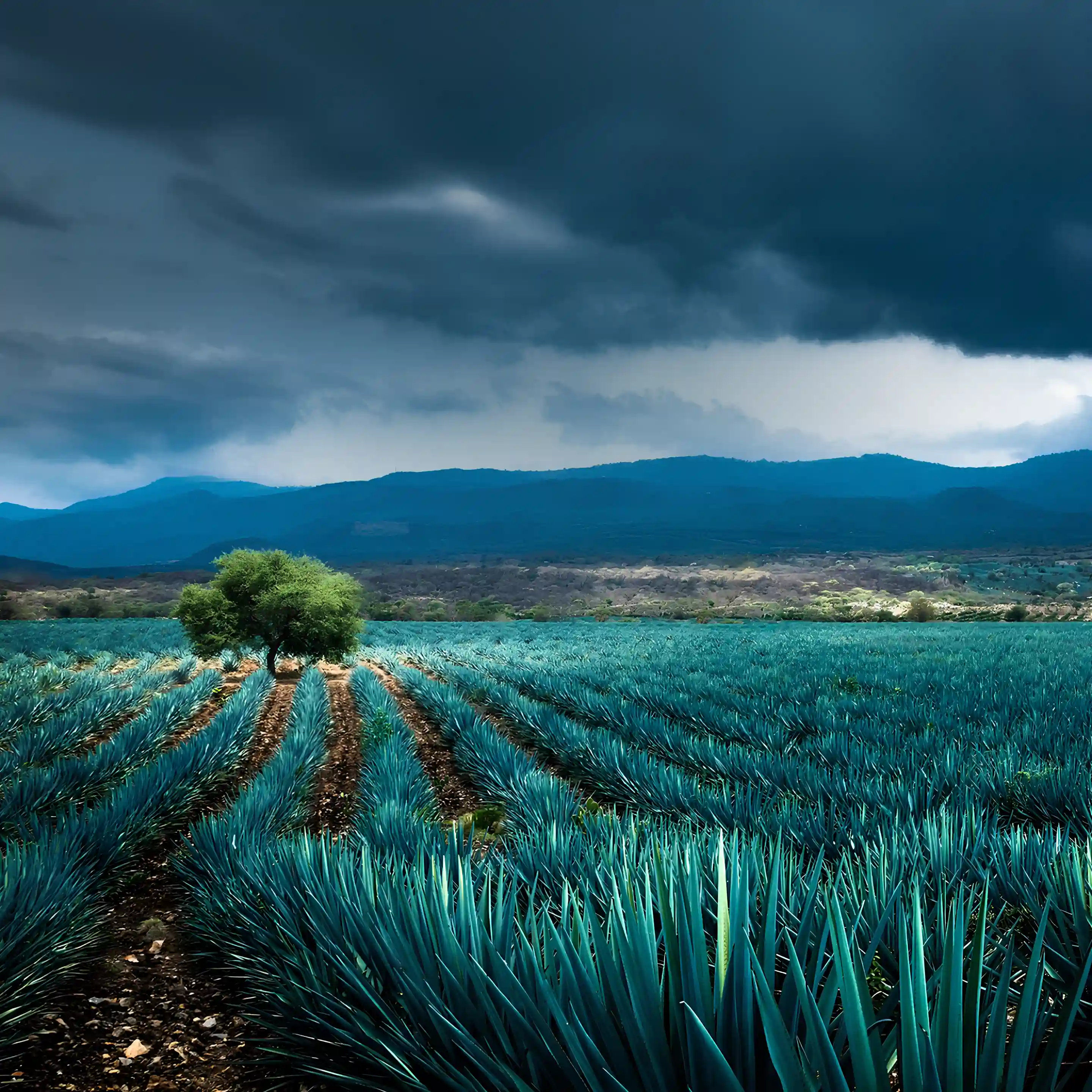 Expansive blue agave field under a dark cloudy sky with a lone green tree in the middle and mountains in the background.