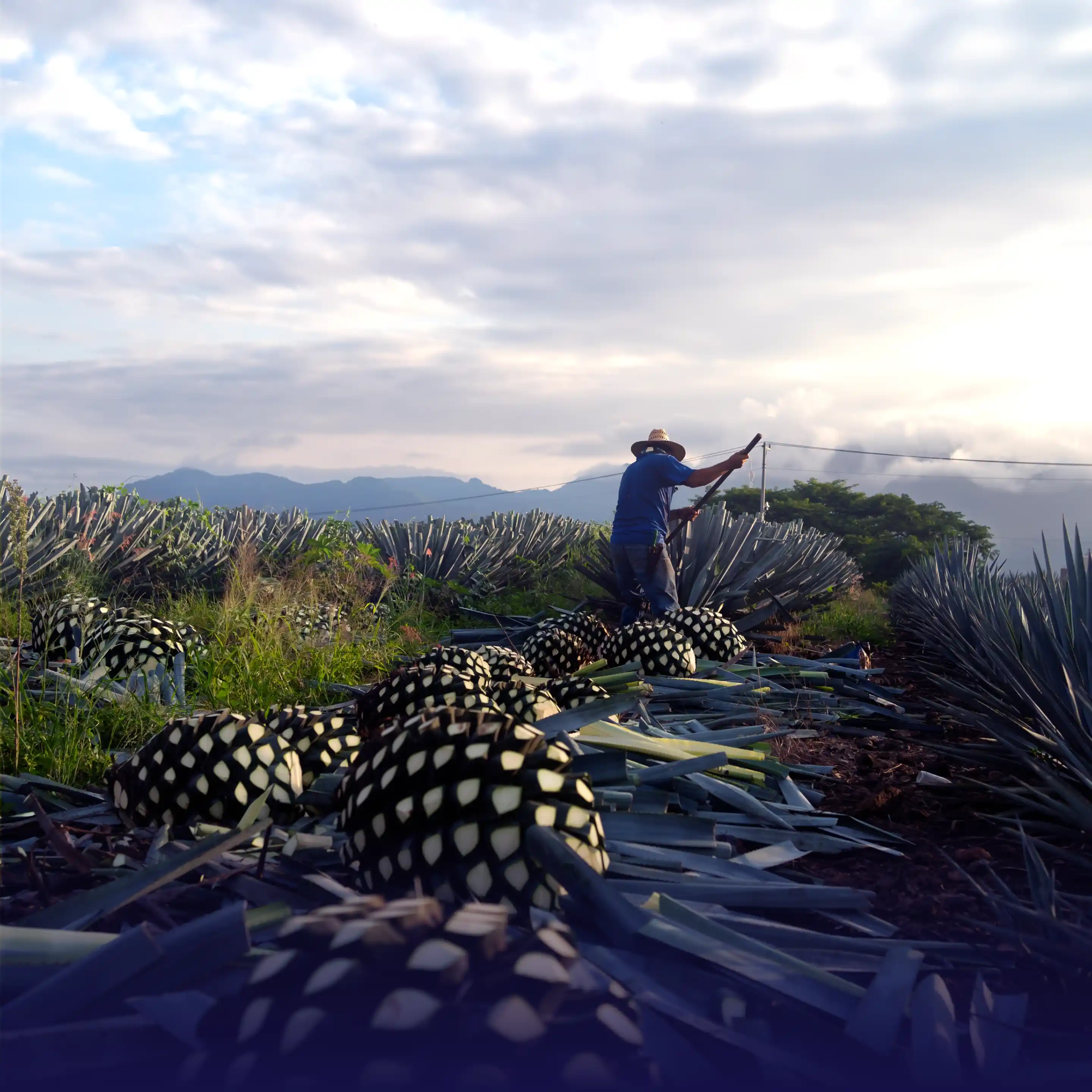Farmer harvesting agave piñas in a field under a partly cloudy sky with distant mountains.