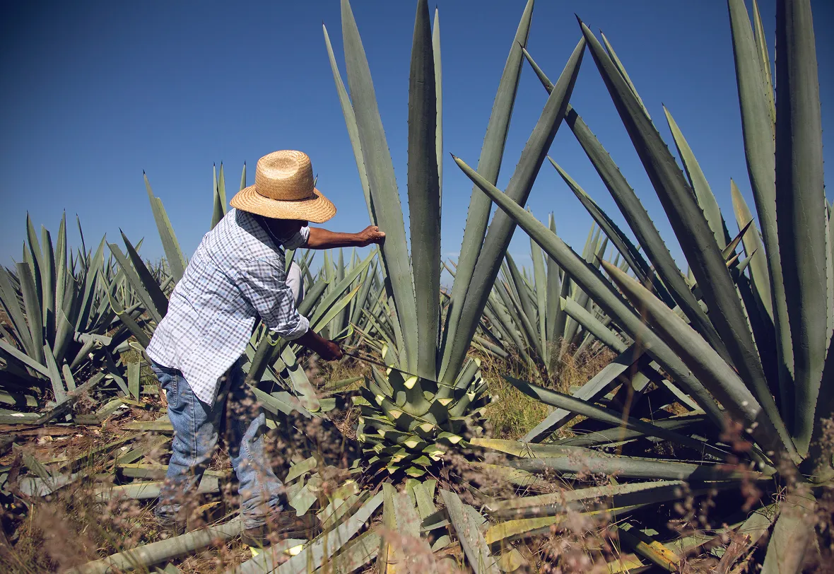Person wearing a straw hat and plaid shirt harvesting large agave plants under a clear blue sky.