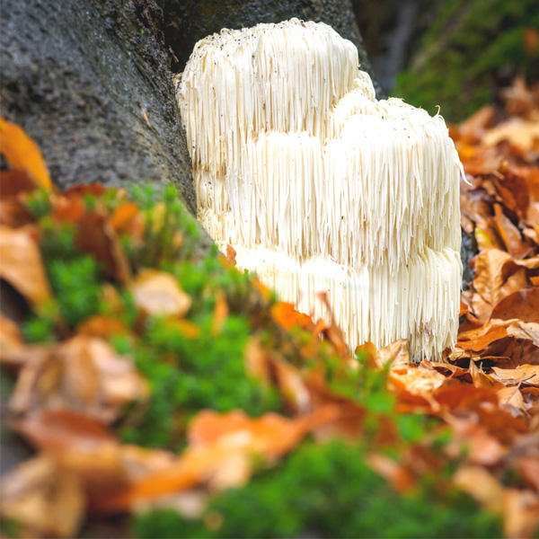 Lions Mane