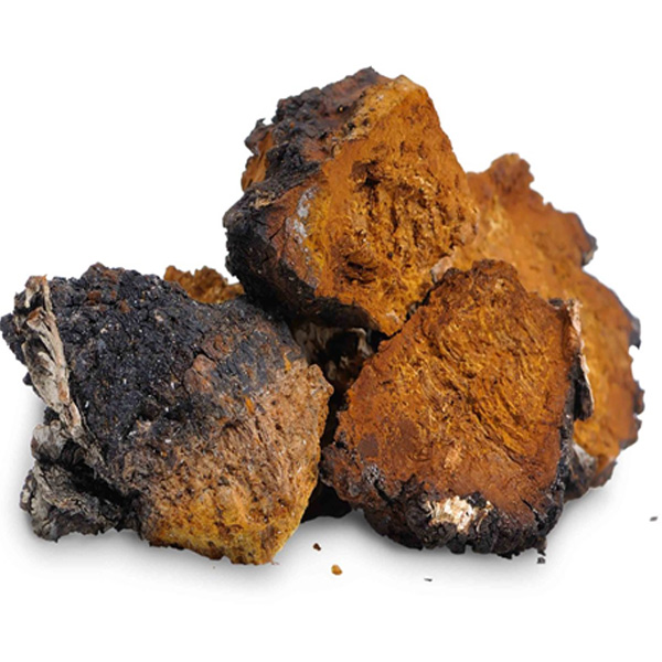 Chaga