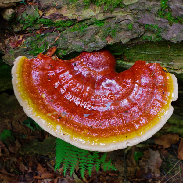Reishi