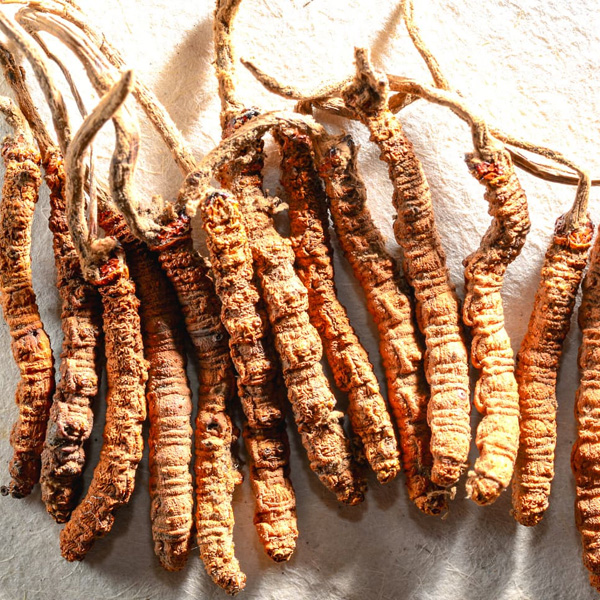 Cordyceps