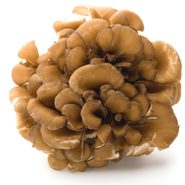 Maitake